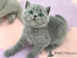 Photo №1. british shorthair - for sale in the city of New York | 220$ | Announcement № 89597