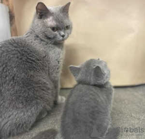 Photo №1. british shorthair - for sale in the city of Baden Baden | 264$ | Announcement № 95797