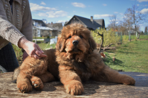 Photo №1. tibetan mastiff - for sale in the city of Скривери | 1397$ | Announcement № 6361