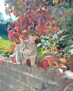 Photo №1. european shorthair - for sale in the city of Mannheim | negotiated | Announcement № 158220