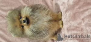Photo №2 to announcement № 30251 for the sale of pomeranian - buy in Ukraine from nursery