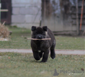 Photo №4. I will sell akita in the city of Lindow. private announcement, breeder - price - 826$