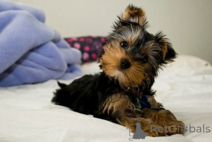 Photo №1. yorkshire terrier - for sale in the city of Helsinki | Is free | Announcement № 165299