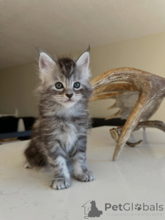 Photo №2 to announcement № 177805 for the sale of maine coon - buy in Germany breeder