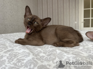 Photo №2 to announcement № 64501 for the sale of burmese cat - buy in Sweden from nursery