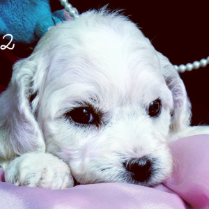 Photo №2 to announcement № 3031 for the sale of bichon frise - buy in Russian Federation from nursery, breeder