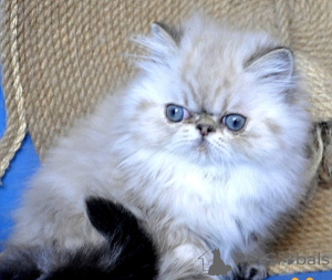 Photo №1. persian cat - for sale in the city of Eisenstadt | 361$ | Announcement № 171176