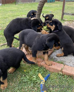 Photo №1. rottweiler - for sale in the city of Неймеген | 507$ | Announcement № 116182