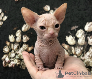 Photo №1. sphynx-katze - for sale in the city of New York | 300$ | Announcement № 87611