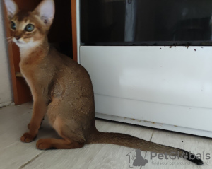 Photo №2 to announcement № 11468 for the sale of abyssinian cat - buy in Russian Federation breeder