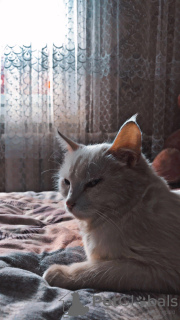 Photo №2 to announcement № 54849 for the sale of turkish angora - buy in Kyrgyzstan private announcement