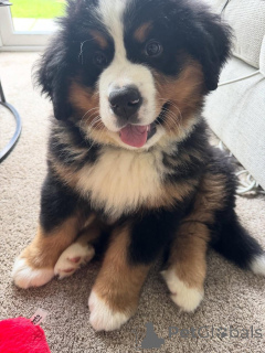 Photo №3. Friendly Bernese mountain puppies. United States