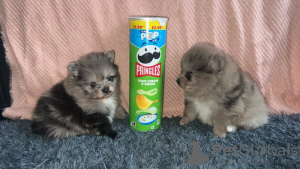 Photo №4. I will sell pomeranian in the city of Helsinki. private announcement - price - 471$