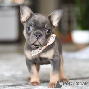 Photo №2 to announcement № 166641 for the sale of french bulldog - buy in Germany private announcement