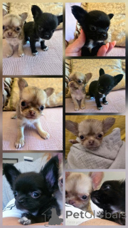 Photo №2 to announcement № 177930 for the sale of chihuahua - buy in Serbia breeder