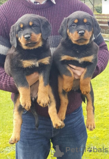 Photo №1.  - for sale in the city of Dubai | Is free | Announcement № 144441