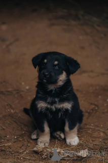 Photo №3. The little ones are looking for a home and a family!!. Russian Federation