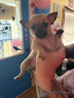 Photo №1. chihuahua - for sale in the city of Aarbergen | negotiated | Announcement № 176227