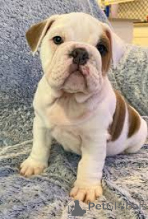 Photo №2 to announcement № 166108 for the sale of english bulldog - buy in United Kingdom private announcement, breeder