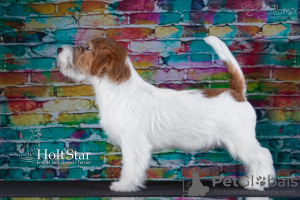 Photo №1. jack russell terrier - for sale in the city of St. Petersburg | 1586$ | Announcement № 8567