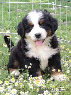 Photo №4. I will sell bernese mountain dog in the city of Нови Сад. private announcement - price - 951$