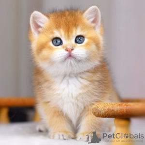 Photo №1. british shorthair - for sale in the city of Анталья | negotiated | Announcement № 88288