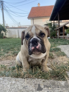 Additional photos: English bulldog