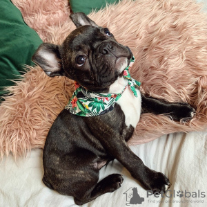 Photo №3. French bulldog puppies needs a home. Australia