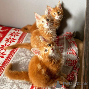 Photo №3. British Shorthair Kittens Available for Rehoming. United States