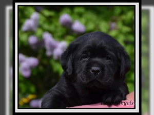 Photo №2 to announcement № 845 for the sale of labrador retriever - buy in Germany private announcement, from nursery, breeder