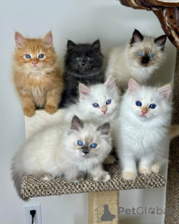 Photo №1. siberian cat - for sale in the city of Aarbergen | negotiated | Announcement № 158806