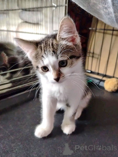 Photo №3. Touching, gentle kitten Shurik is looking for a home. Russian Federation