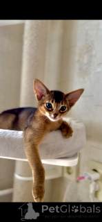 Photo №1. abyssinian cat - for sale in the city of Minsk | negotiated | Announcement № 156081