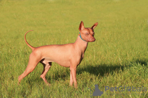 Photo №1. mexican hairless dog - for sale in the city of Yaroslavl | 1350$ | Announcement № 12727