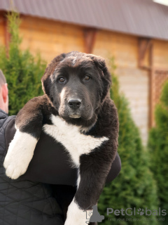 Additional photos: SAO (Central Asian Shepherd Dog)