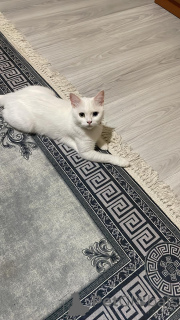 Photo №1.  - for sale in the city of Аланья | negotiated | Announcement № 140116