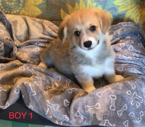 Photo №2 to announcement № 148414 for the sale of welsh corgi - buy in United States private announcement