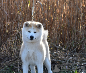 Additional photos: The kennel offers Akita Inu puppies