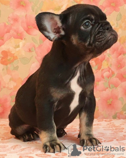 Photo №2 to announcement № 14091 for the sale of french bulldog - buy in Russian Federation from nursery, breeder