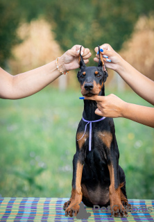 Photo №3. Doberman puppies for sale. Serbia