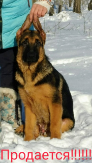Photo №2 to announcement № 5551 for the sale of german shepherd - buy in Russian Federation breeder