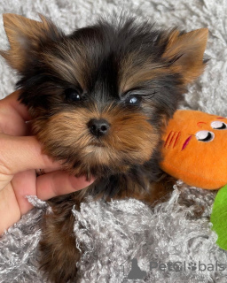 Photo №3. Loving Yorkshire Terrier puppy ready for sale. Germany