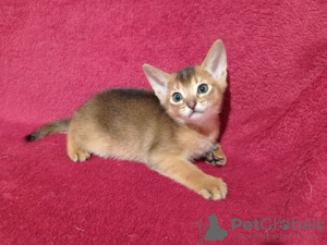 Photo №2 to announcement № 14148 for the sale of abyssinian cat - buy in Ukraine from nursery