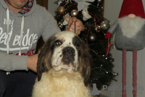 Additional photos: Saint Bernard puppies