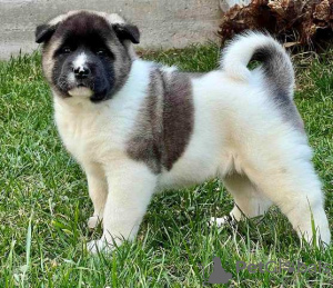 Photo №3. American Akita puppies. Serbia