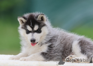 Photo №2 to announcement № 172134 for the sale of siberian husky - buy in France 
