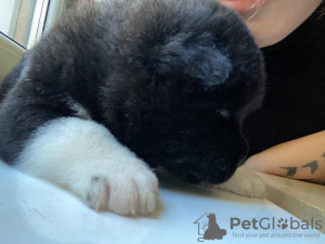 Photo №3. American Akita puppies black and white color. Ukraine