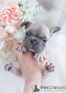 Photo №1. french bulldog - for sale in the city of Дрезден | negotiated | Announcement № 64574