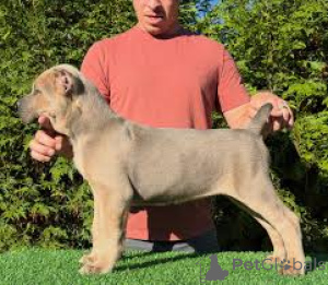 Photo №2 to announcement № 162777 for the sale of cane corso - buy in Canada private announcement, breeder
