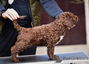 Photo №4. I will sell spanish water dog in the city of Belgrade. breeder - price - negotiated